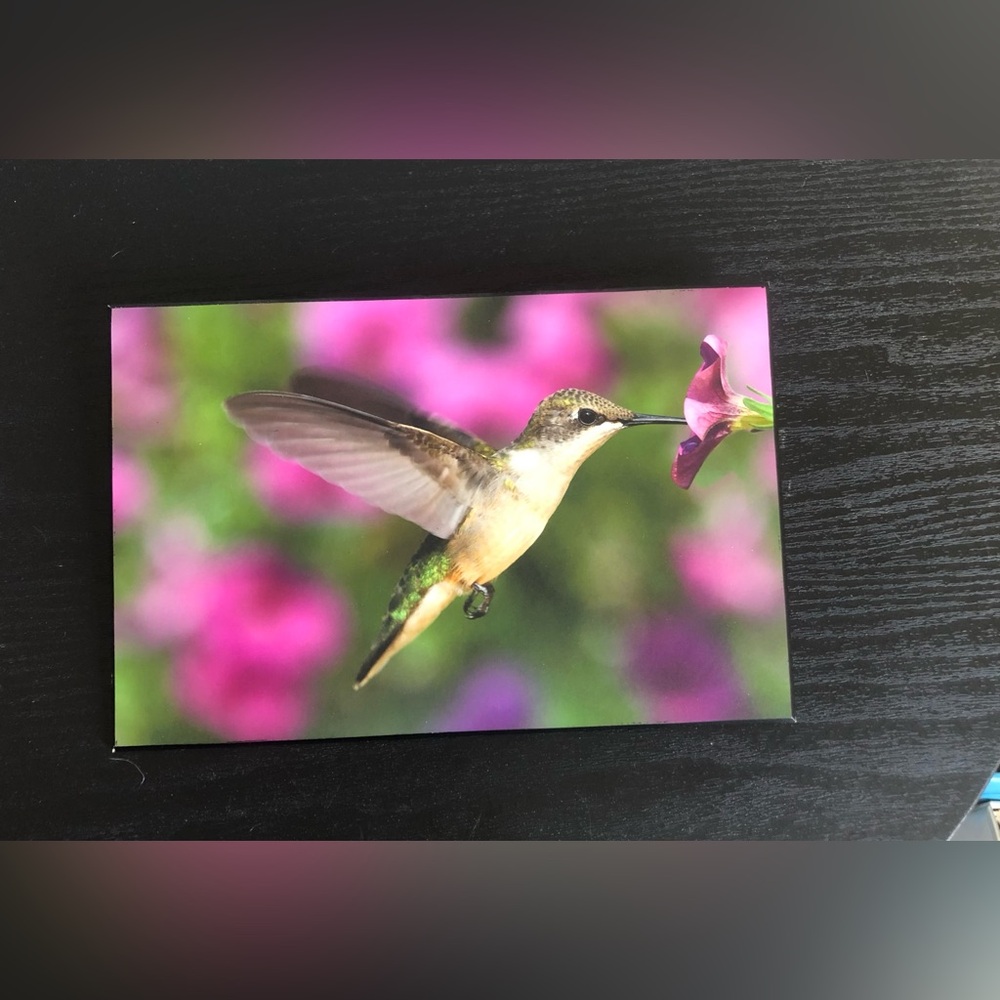 Hummingbird Wall Art